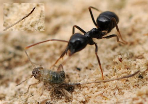 Stomaphis sp.