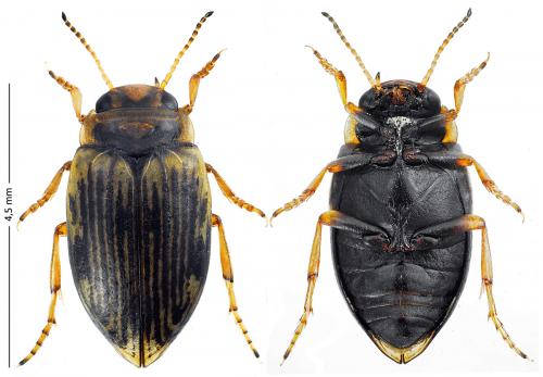 Réf. 118 867 : Oreodytes davisii