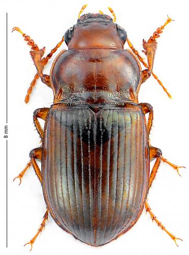Amara fulva