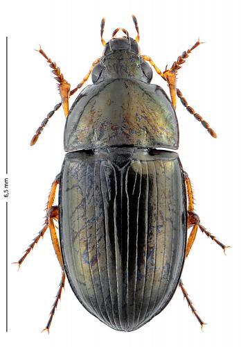 Amara familiaris