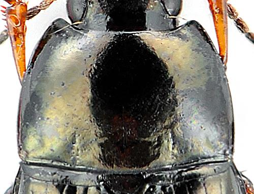 Amara familiaris