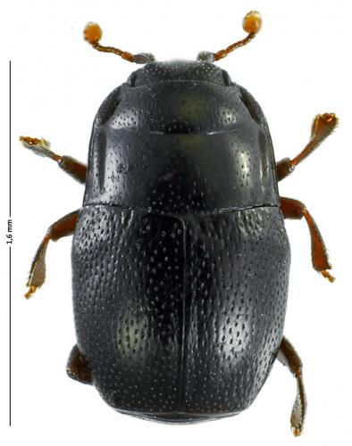 Plegaderus vulneratus