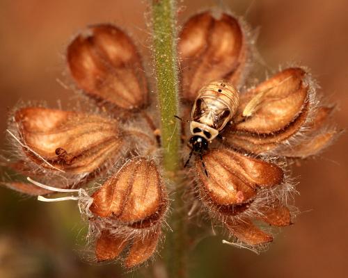 Réf. 118 813 : Platyplax inermis