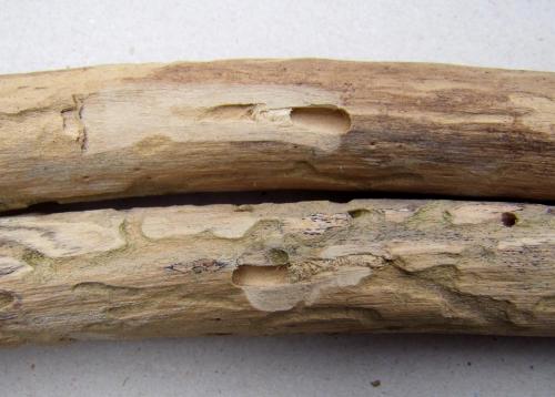 Parmena unifasciata