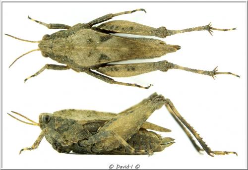 Réf. 118 167 : Tetrix undulata