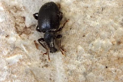 Réf. 118 657 : Otiorhynchus meridionalis