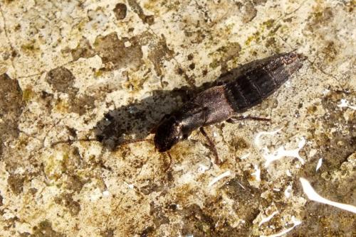 Ocypus sp.