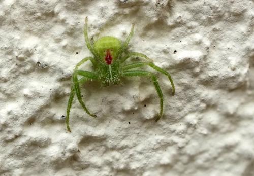 Heriaeus hirtus