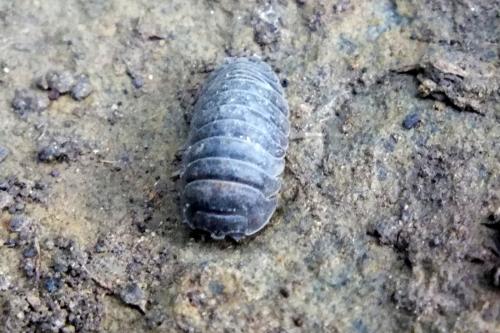 Armadillidium nasatum