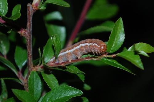 Réf. 118 493 : Agrochola helvola