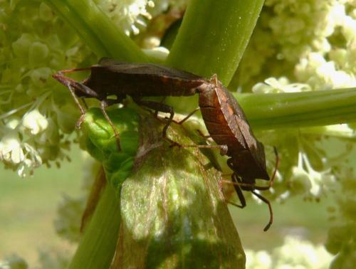 Coreus marginatus