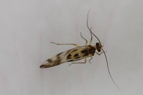 Graphopsocus cruciatus