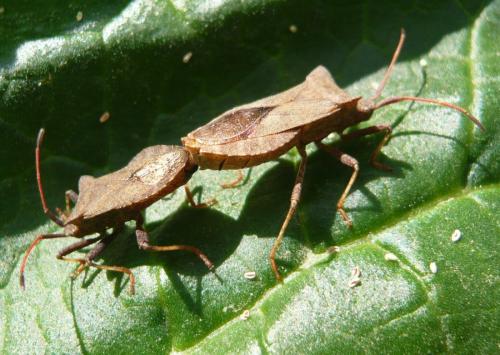Réf. 118 920 : Coreus marginatus