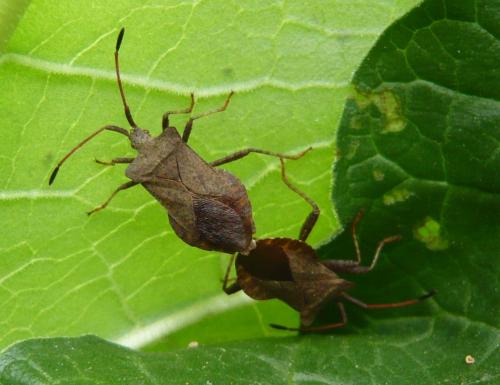 Coreus marginatus