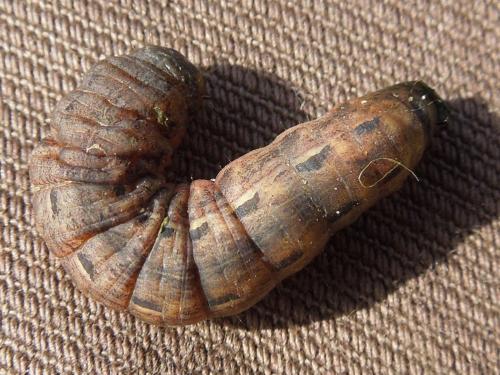 Noctua pronuba