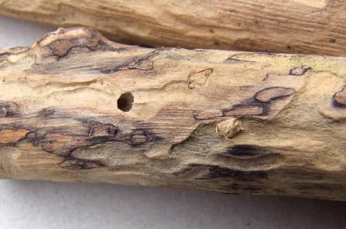 Parmena unifasciata