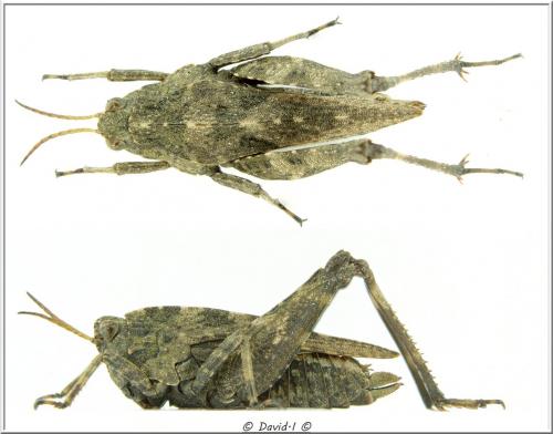 Réf. 118 170 : Tetrix undulata