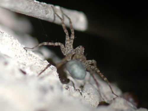 Pardosa sp.