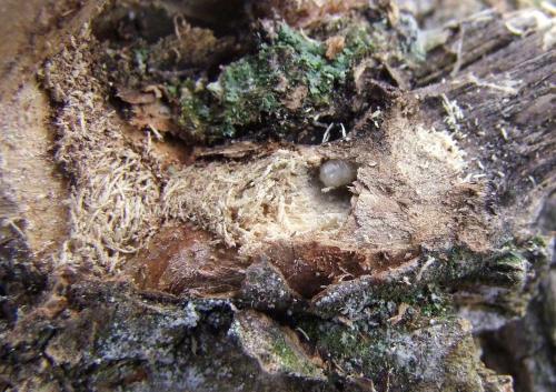 Parmena unifasciata