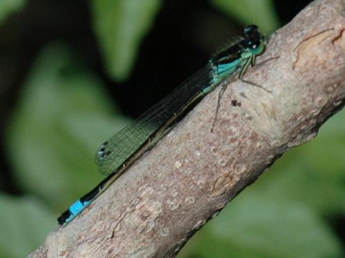 Ischnura elegans