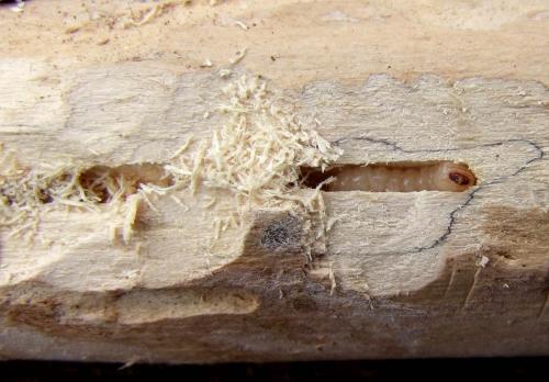 Réf. 118 974 : Parmena unifasciata