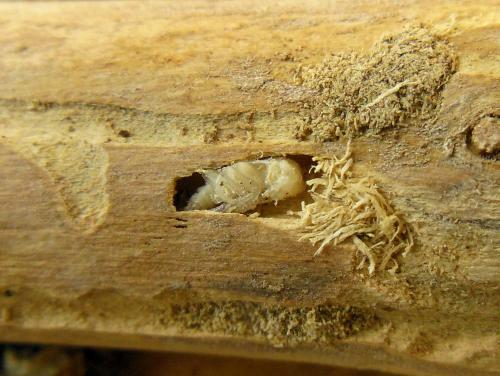 Parmena unifasciata