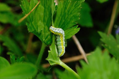 Euchalcia variabilis