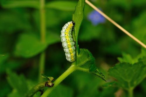 Euchalcia variabilis