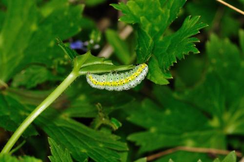 Euchalcia variabilis