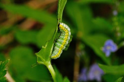 Euchalcia variabilis