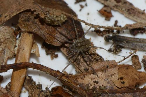 Réf. 118 084 : Mitopus morio