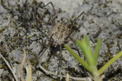Phalangium opilio