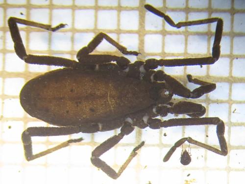 Trogulus nepaeformis