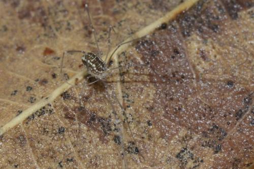 Leiobunum sp.