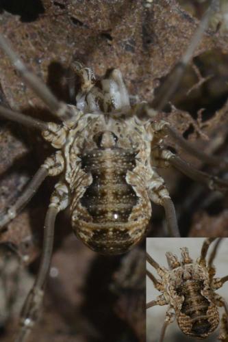 Phalangium opilio