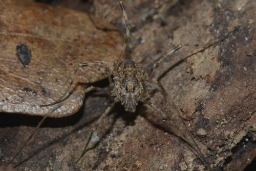 Réf. 118 083 : Rilaena triangularis