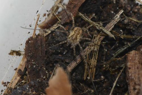 Mitopus morio