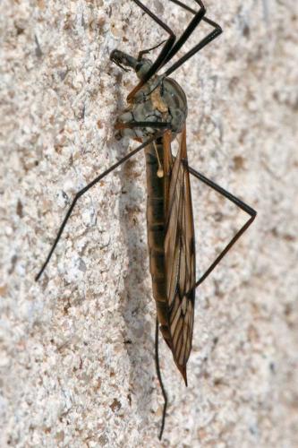 Tipula varipennis