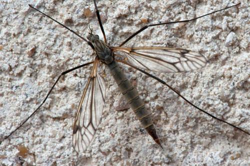 Tipula varipennis