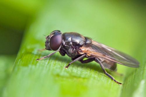 Réf. 118 484 : Cheilosia sp.