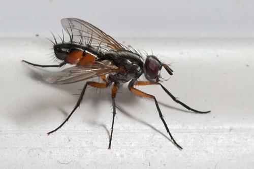 Réf. 118 081 : Mintho rufiventris