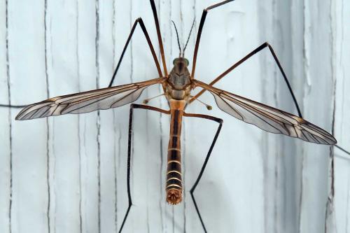 Tipula vernalis