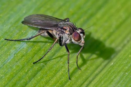 Rhaphium sp.