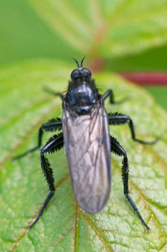 Empis ciliata