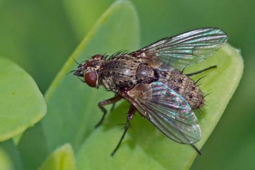 Réf. 118 633 : Siphona geniculata