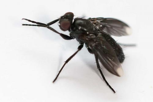 Melanophora roralis