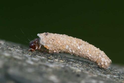 Réf. 118 836 : Enoicyla pusilla