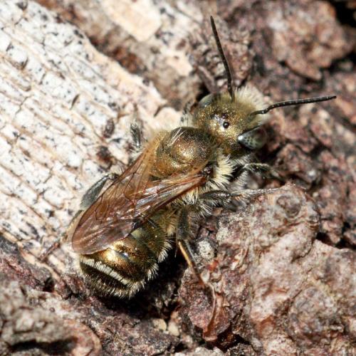 Réf. 118 991 : Osmia sp.