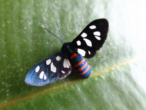 Réf. 118 238 : Amata mogadorensis