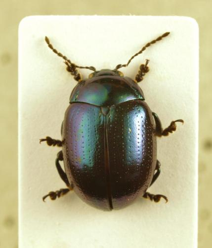 Réf. 118 655 : Chrysolina cuprina